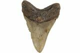 Fossil Megalodon Tooth - North Carolina #204554-1